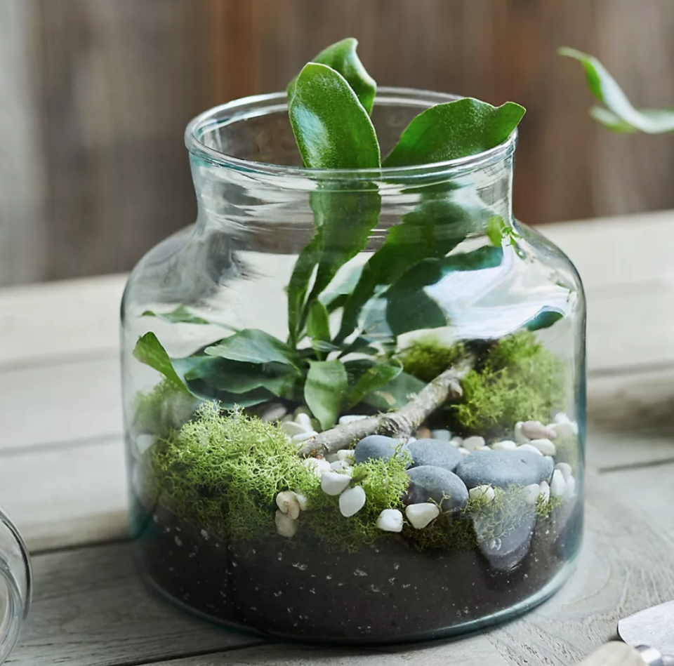 <p><a href="https://go.redirectingat.com?id=74968X1596630&url=https%3A%2F%2Fwww.anthropologie.com%2Fshop%2Frecycled-glass-jar-terrarium&sref=https%3A%2F%2Fwww.womansday.com%2Fhome%2Fg36366935%2Fgardening-gifts%2F" rel="nofollow noopener" target="_blank" data-ylk="slk:Shop Now;elm:context_link;itc:0;sec:content-canvas" class="link ">Shop Now</a></p><p>Recycled Glass Jar Terrarium</p><p>anthropologie.com</p><p>$38.00</p><span class="copyright">Terrain</span>