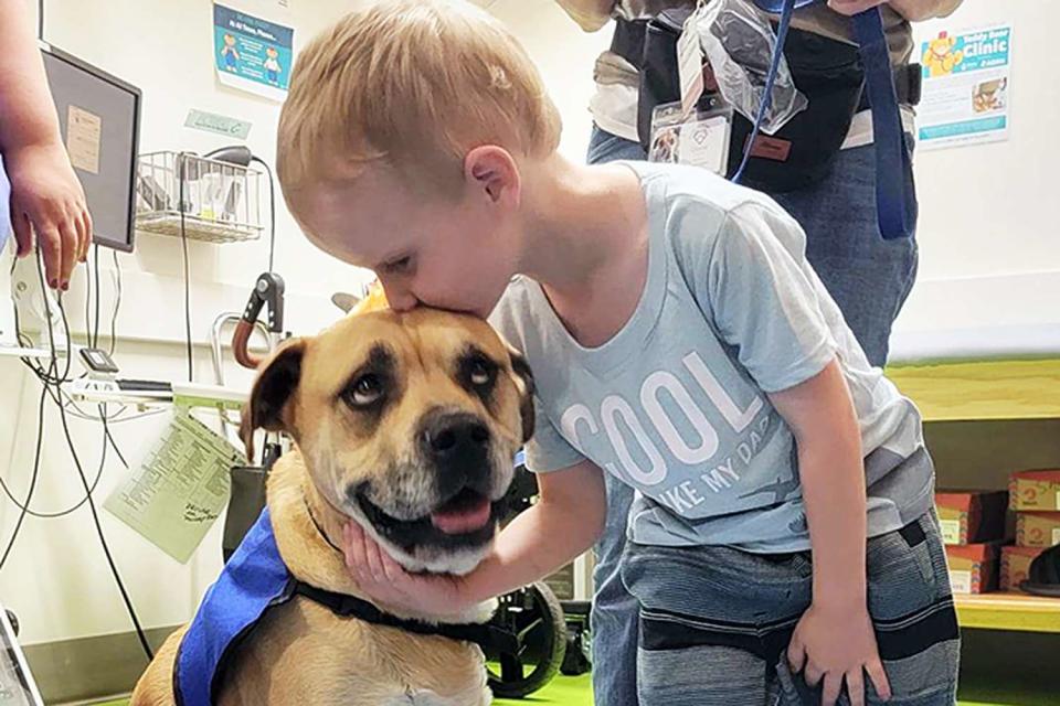 <p>Shrinerâ€™s Childrenâ€™s Lexington</p> Chance the therapy dog visiting a patient at Shriners Children
