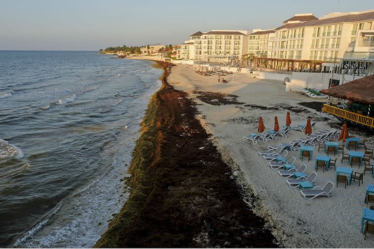 El sargazo, frente a los resorts de Playa del Carmen