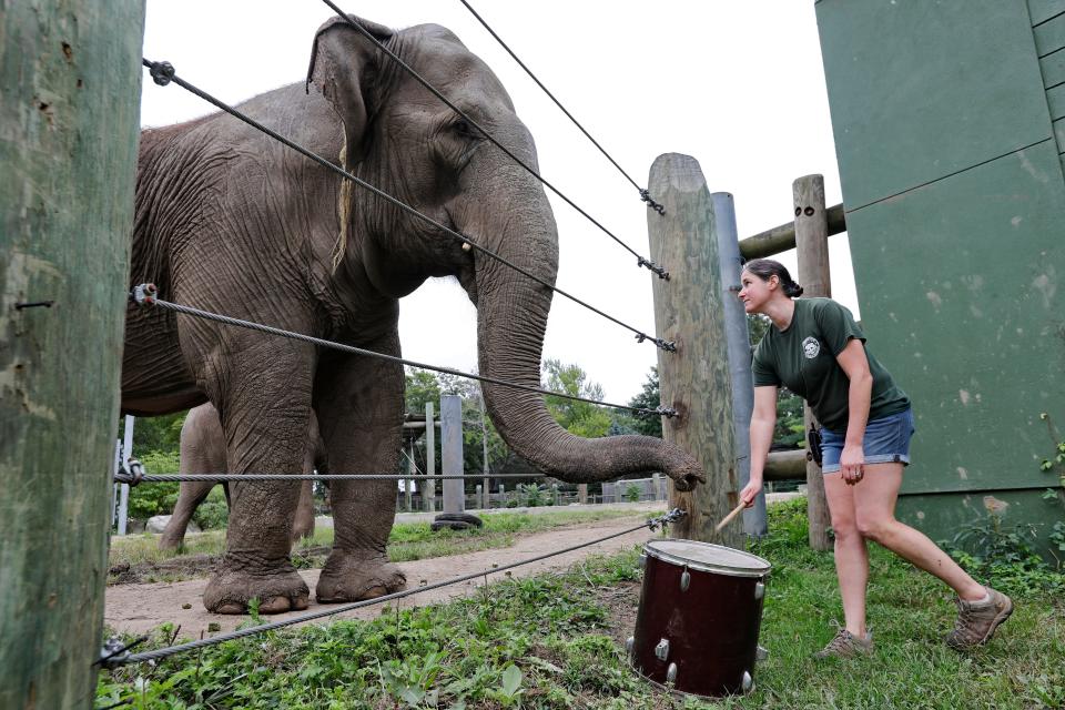 Kay Santos, elephant caretaker, uses a drum to make music with Emily and Ruth as part of the Buttonwood Park Zoo's animal enrichment program.