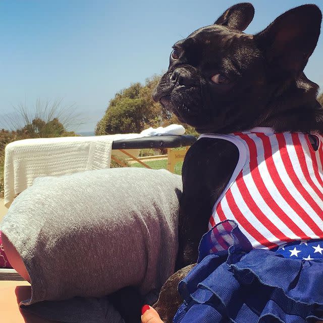 Lady Gaga's Dogs Were Stolen: See Photos of the Singer's French Bulldogs Asia, Koji and Gustav