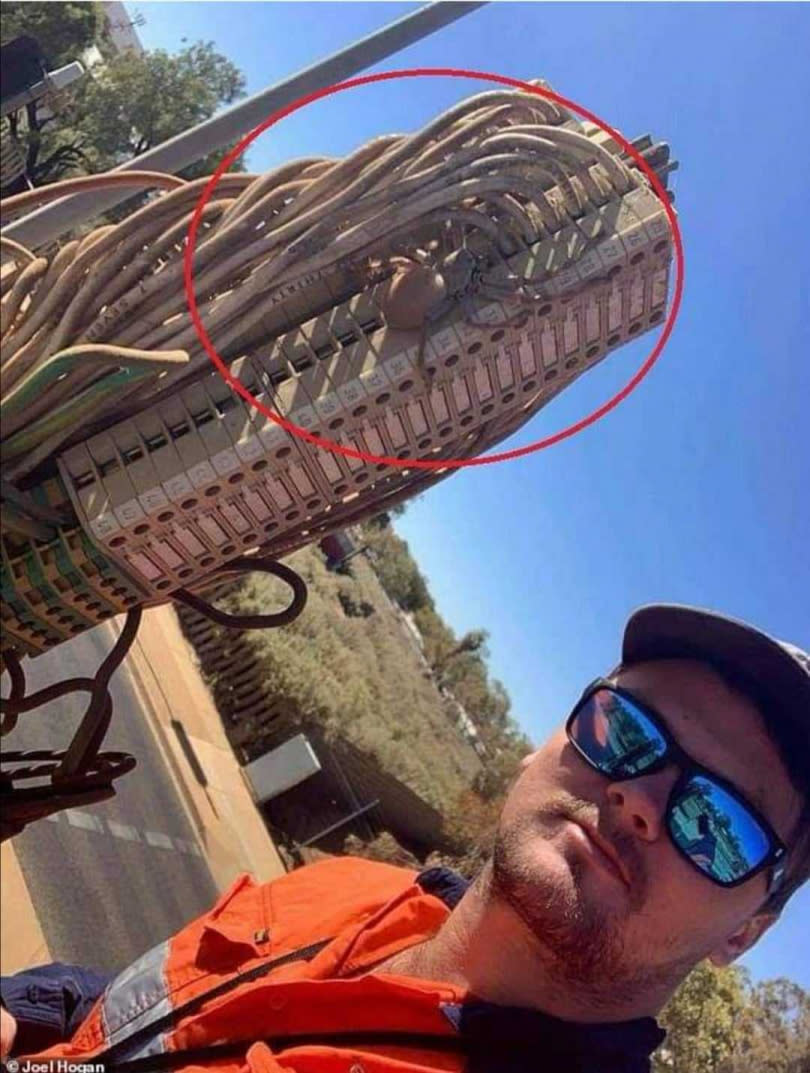 澳洲一名工匠，在交通信號燈的柱子上發現一隻懷孕的巨型蜘蛛。（圖／翻攝自Gorby Exotics臉書）