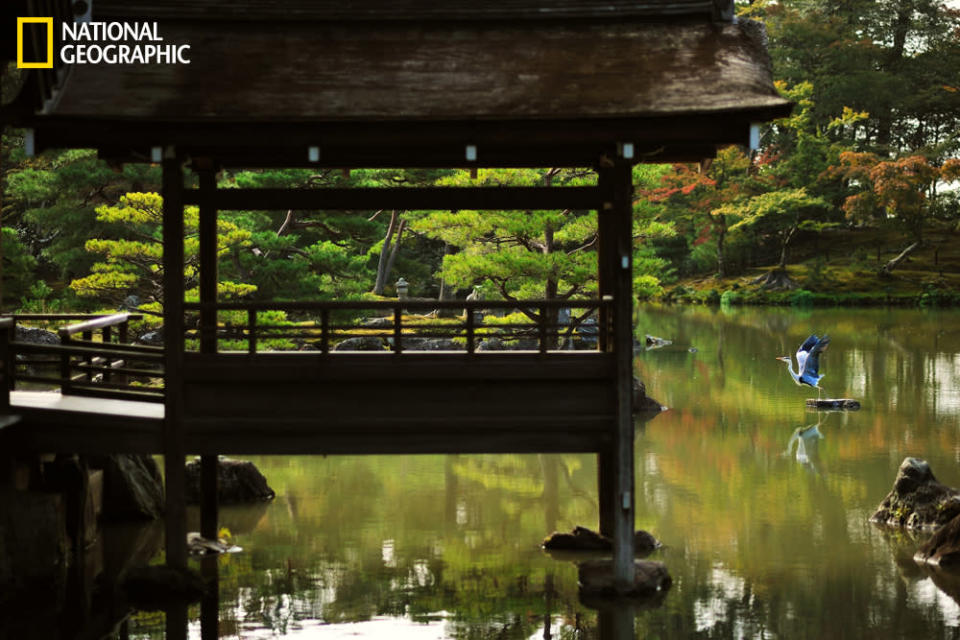 Kyoto, Japón. (Foto y texto cortesía de Romain Chassagne/National Geographic Your Shot) <br> <br> <a href="http://ngm.nationalgeographic.com/your-shot/weekly-wrapper" rel="nofollow noopener" target="_blank" data-ylk="slk:Clic acá;elm:context_link;itc:0;sec:content-canvas" class="link ">Clic acá</a> para más fotos de la sección de National Geographic Your Shot.