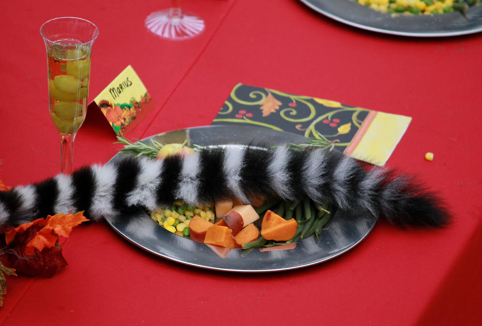 Lemurs Enjoy Thanksgiving Feast At San Francisco Zoo