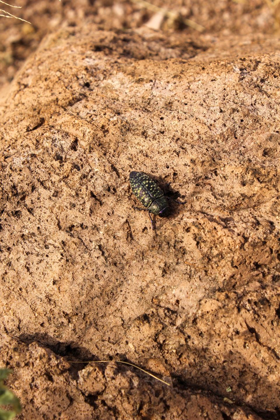 An insect crawls on a rock in Coconino National Forest, a reminder of the wildlife that remains following the Backbone Fire.