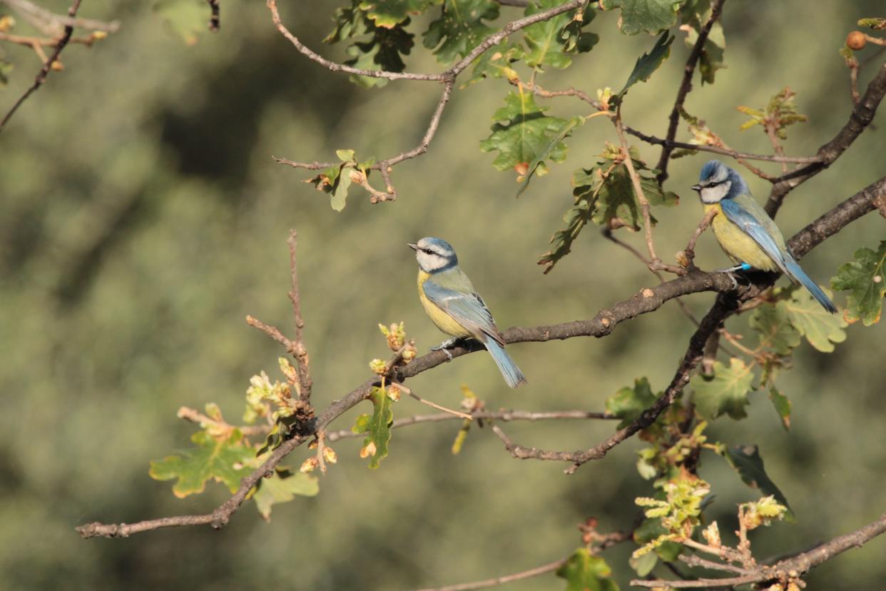 <span class="caption">Couple de mésanges bleues dans un chêne. </span> <span class="attribution"><span class="source">Stéphan Tillo</span>, <a class="link " href="http://creativecommons.org/licenses/by-nc-nd/4.0/" rel="nofollow noopener" target="_blank" data-ylk="slk:CC BY-NC-ND;elm:context_link;itc:0;sec:content-canvas">CC BY-NC-ND</a></span>