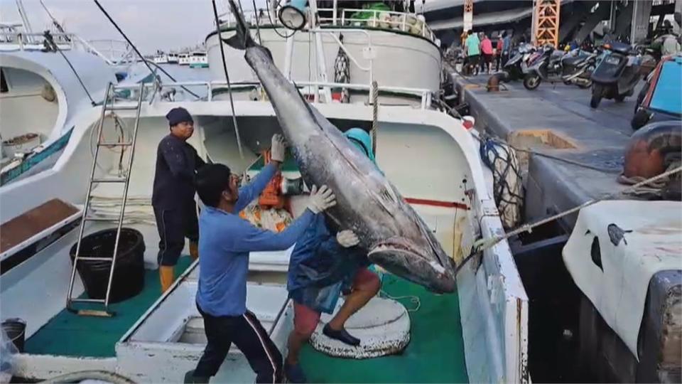 東港黑鮪魚爆大量！　單日捕獲438尾　創近10年新高