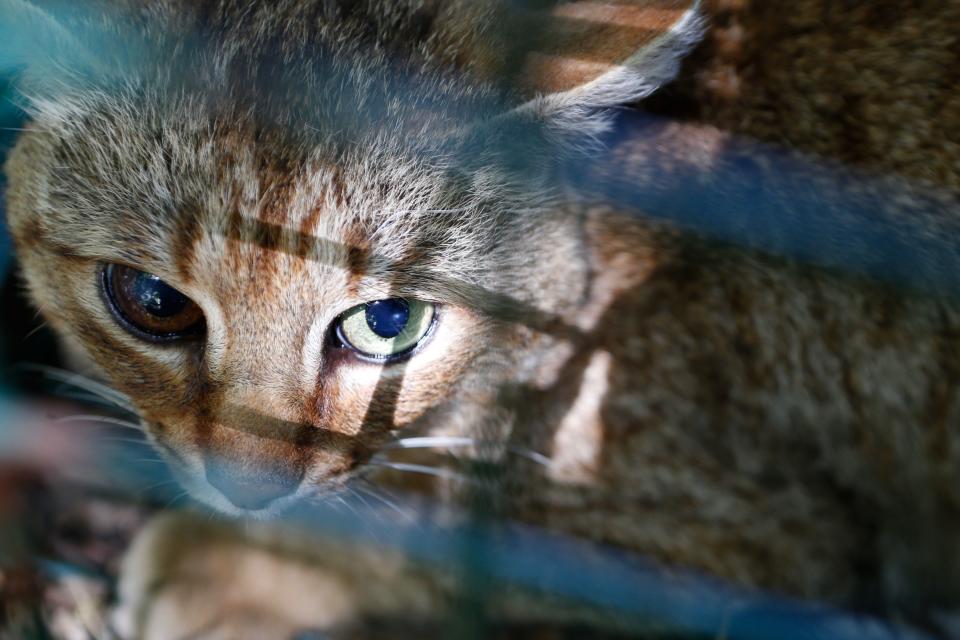 A picture taken on June 12, 2019 in Asco on the French Mediterranean island of Corsica shows a "ghjattu-volpe" (fox-cat) Felis Silvestris. - The Corsican fix-cat is a new specie of feline according to the ONCFS. (Photo by PASCAL POCHARD-CASABIANCA / AFP)        (Photo credit should read PASCAL POCHARD-CASABIANCA/AFP/Getty Images)