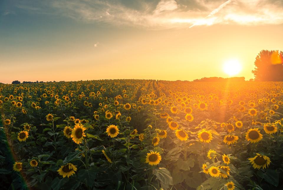 Sunflower Fields Around the Country