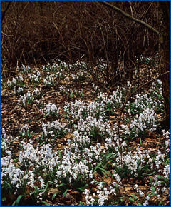 Striped Squill