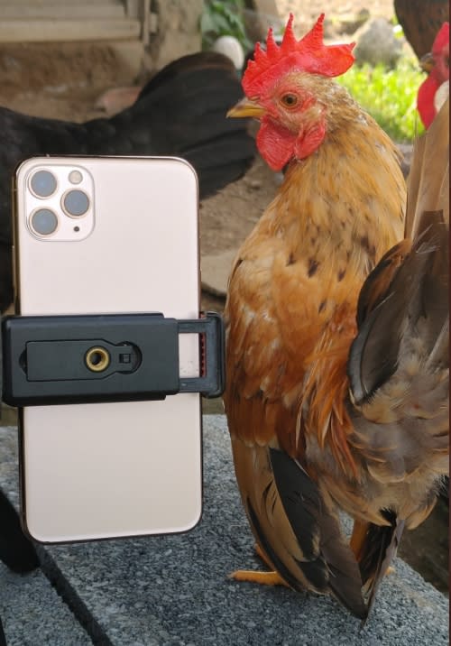 玲瓏雞大概只比手機大一點。（圖／翻攝自daiouika0316推特）