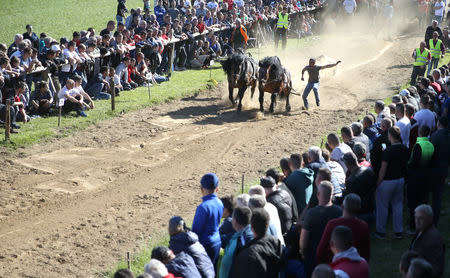 Competitors push their horses during "Straparijada", a competition in which horses compete in strength hauling heavy logs, in Izacic, near Bihac, Bosnia and Herzegovina, April 20, 2019. REUTERS/Dado Ruvic