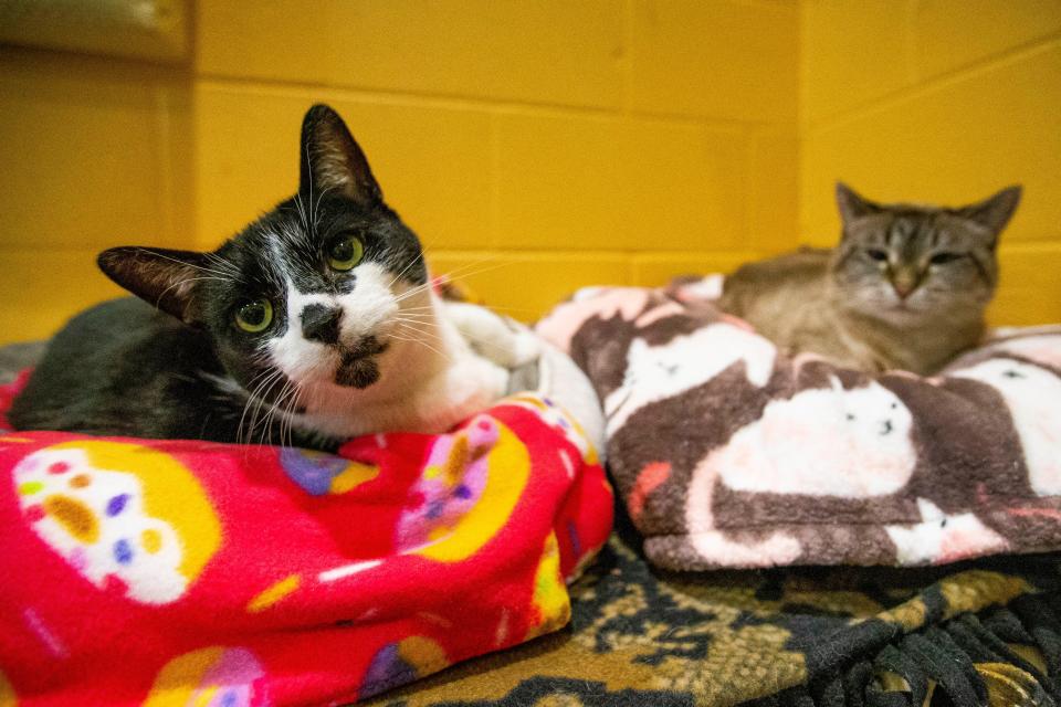 Pepper and Kitty Zoe wake up from a nap Thursday, Jan. 20, 2022 at Pet Refuge in South Bend. 