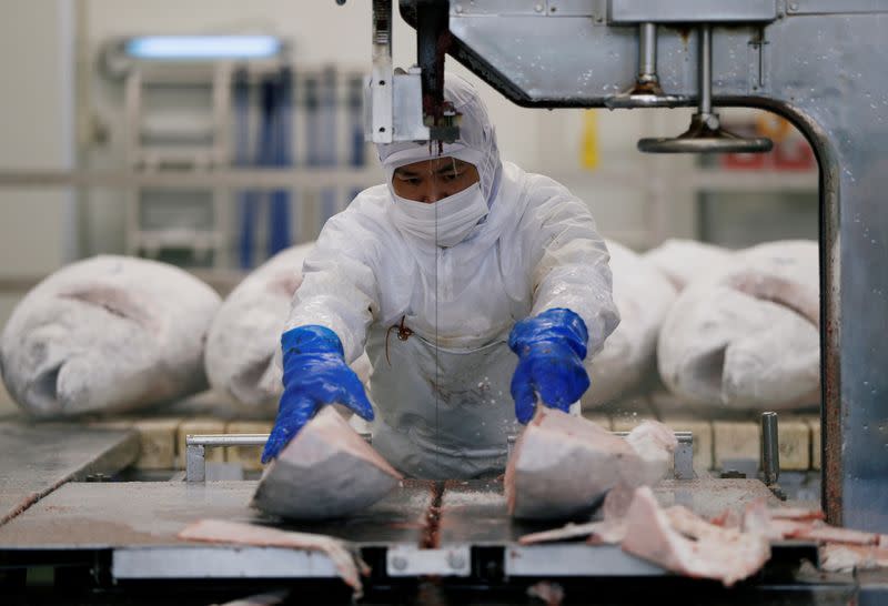 Employee of Misaki Megumi Suisan Co. processes a frozen tuna for shipping in Miura, Japan