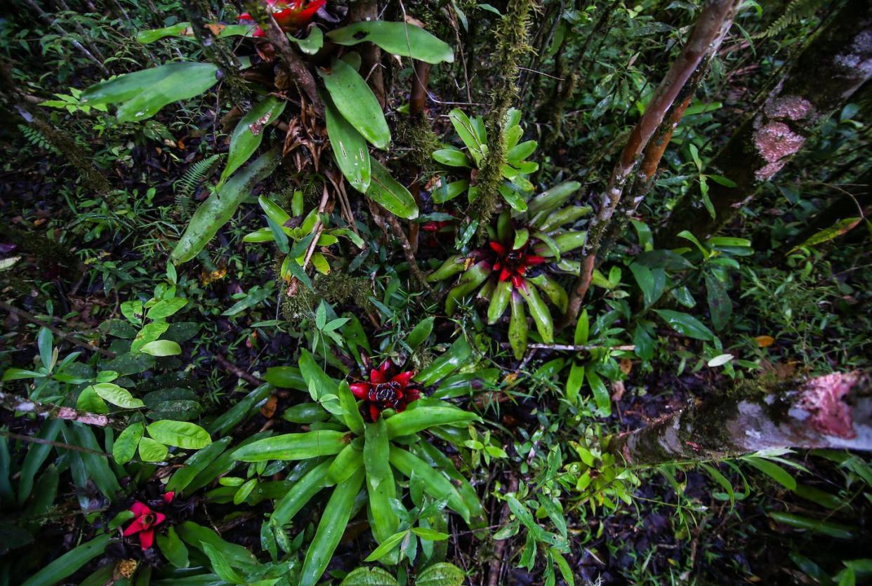 A snapshot of the rich plant diversity in the Brazilian Atlantic Forest. Gui Becker, <a href="http://creativecommons.org/licenses/by-sa/4.0/" rel="nofollow noopener" target="_blank" data-ylk="slk:CC BY-SA;elm:context_link;itc:0;sec:content-canvas" class="link ">CC BY-SA</a>