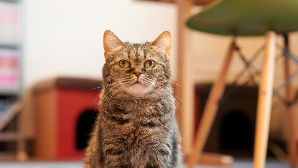 Munchkin cat sitting inside