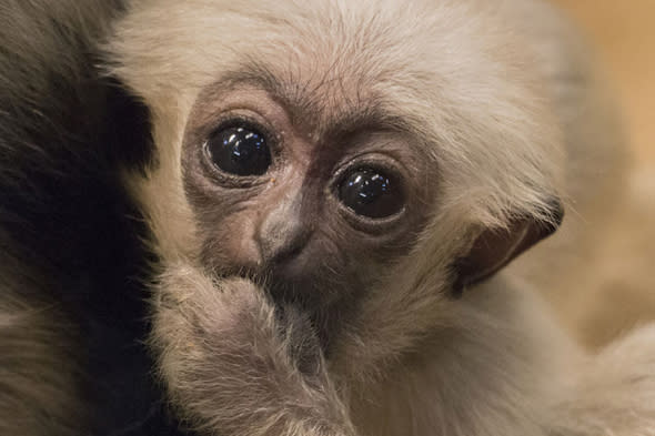 MANDATORY CREDIT: Blackpool Zoo/Rex Features. Only for use in story about the baby boom at Blackpool Zoo. Editorial Use Only. No stock, books, advertising or merchandising without photographer's permission.Mandatory Credit: Photo by Blackpool Zoo/REX (4588349c)Pileated GibbonBaby boom at Blackpool Zoo this Easter, Blackpool, Britain, Mar 2015FULL BODY: http://www.rexfeatures.com/nanolink/q6d4 There has been a baby boom at Blackpool Zoo just in time for Easter. Six different species have welcomed youngsters including baby meerkats, ring tailed lemurs, tree shrews, a cotton-top tamarin, a colobus monkey and a pileated gibbon.