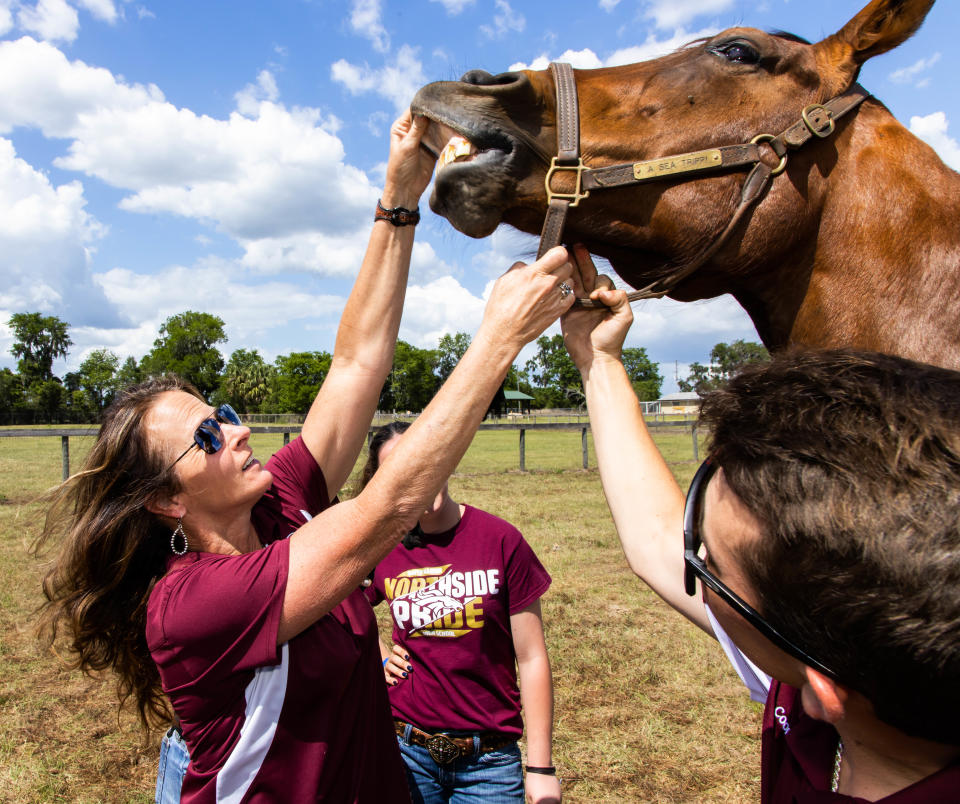 Lori Jones, Animal Science teacher at North Marion High School, prepares to show her students the lip tattoo on Ahaya, a 13-year-old thoroughbred mare.