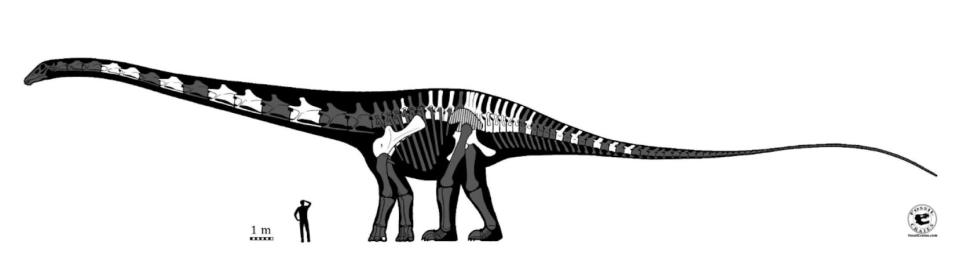 Supersaurus dinosaur