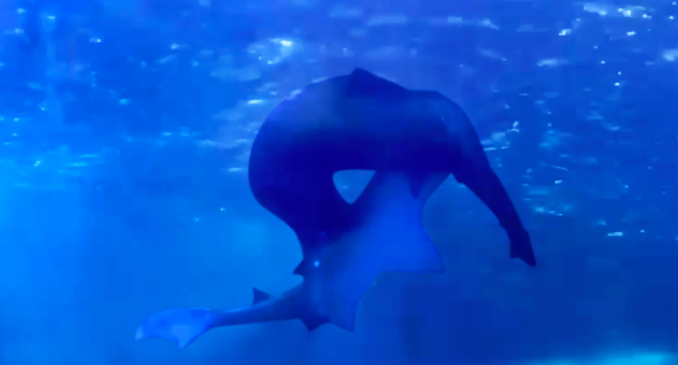 Two grey nurse sharks in a mating ritual at Sea Life Sydney Aquarium.