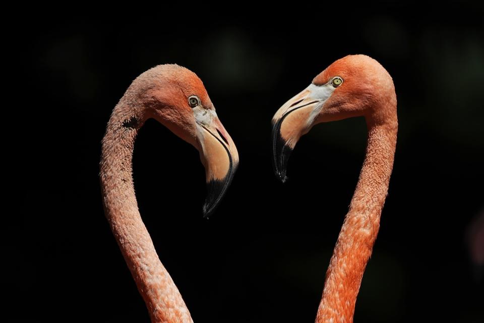 <p>Flamingos genießen die Sonne im Zoo von Hellabrunn im bayerischen München. (Bild: Paul Harding/PA Wire/dpa) </p>