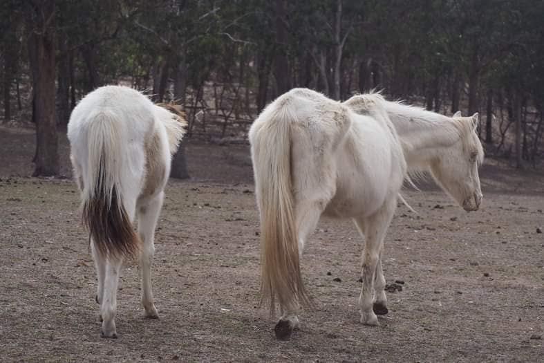 Drought stricken Queensland property shown as skinny horses fight for survival.