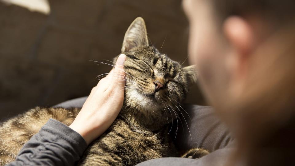 Cat blinking while being petted