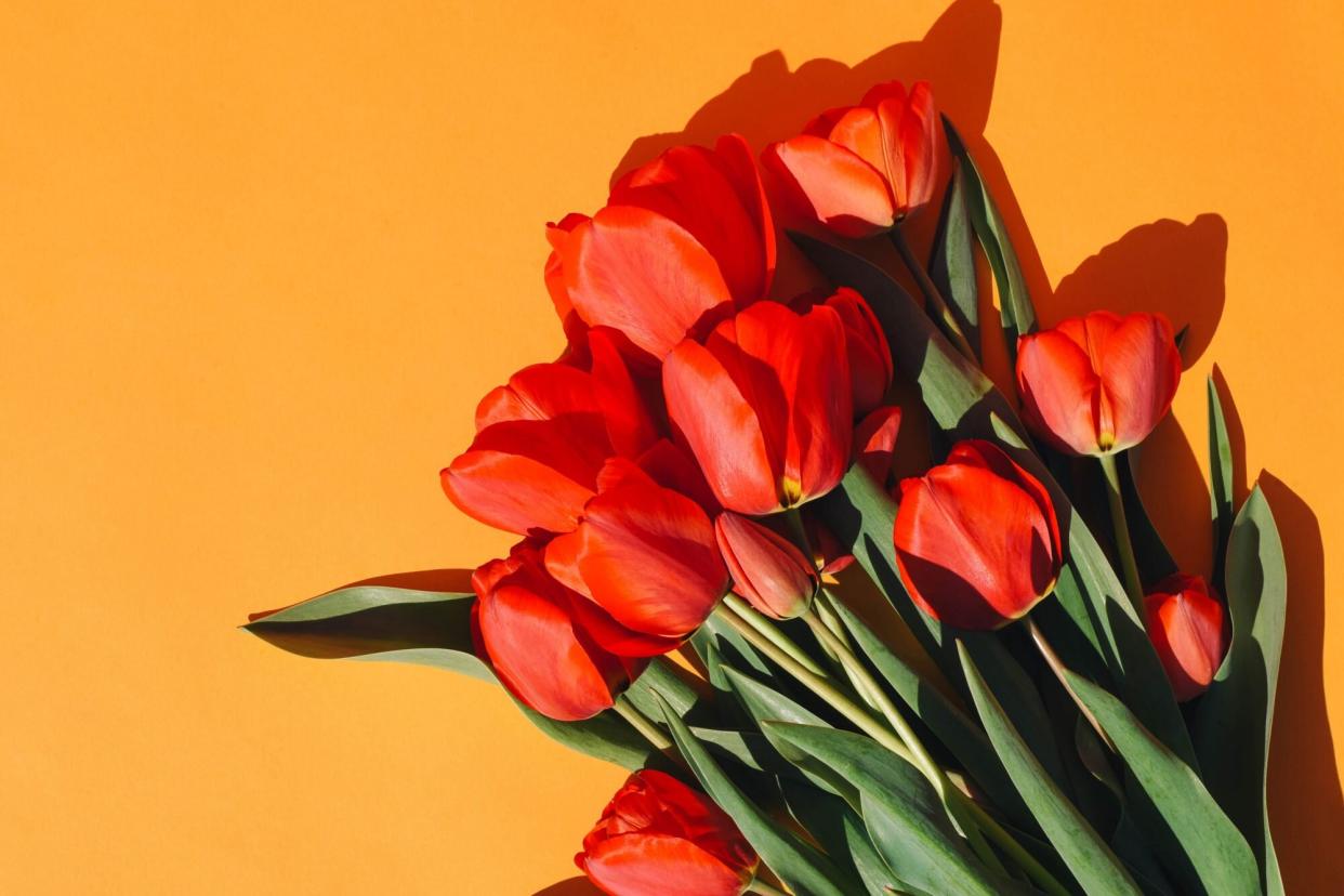 bouquet of red tulips on orange background