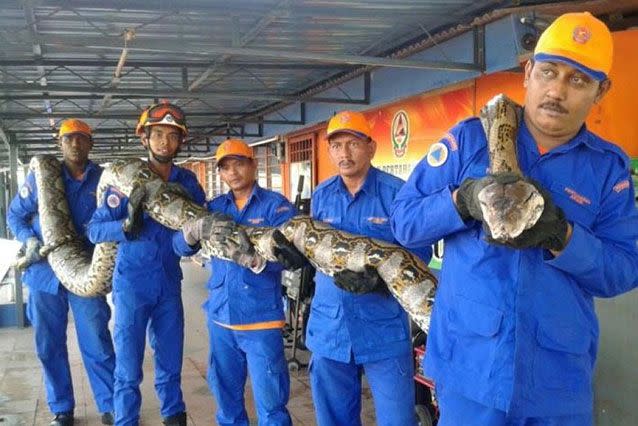 The snake apparently died 'on her own', according to Malaysian officials. Source: Malaysian Civil Defence Force/Herme Herisyam