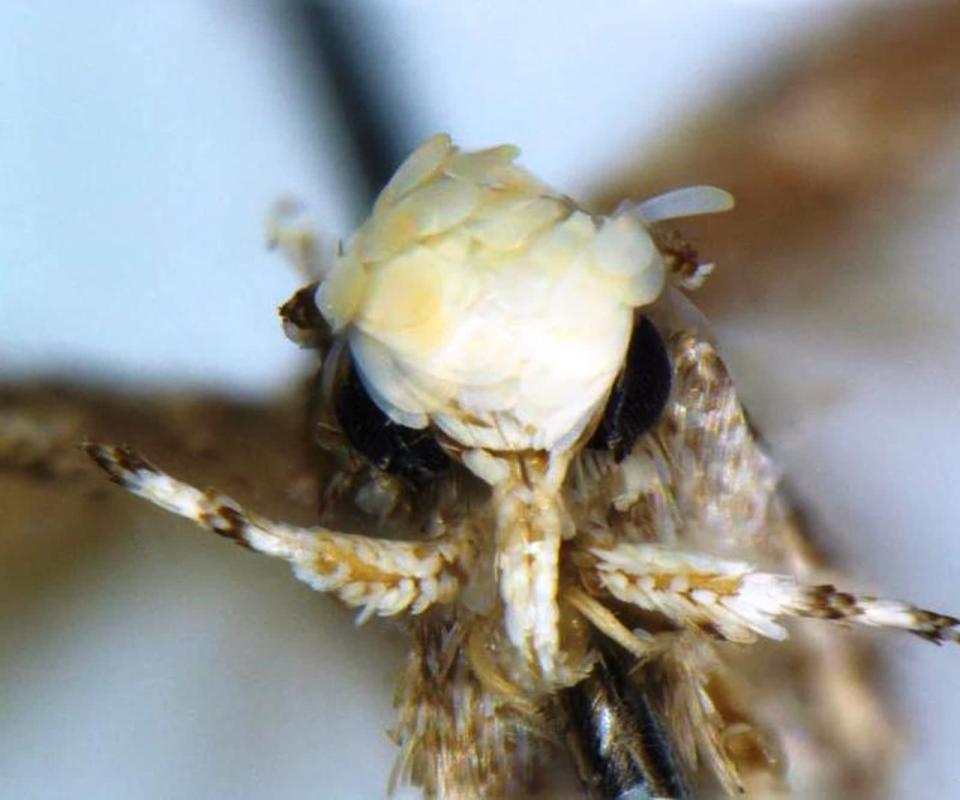 Der kanadische Insektenforscher Dr. Vazrick Nazari gab der von ihm entdeckten Mottenart den Namen "Neopalpa donaldtrumpi". Die Kopfbeschuppung des Falters erinnere ihn an die Frisur des 45. Präsidenten der Vereinigten Staaten, erklärte der Wissenschaftler. (Bild: Dr. Vazrick Nazari, CC BY 4.0, via Wikimedia Commons)