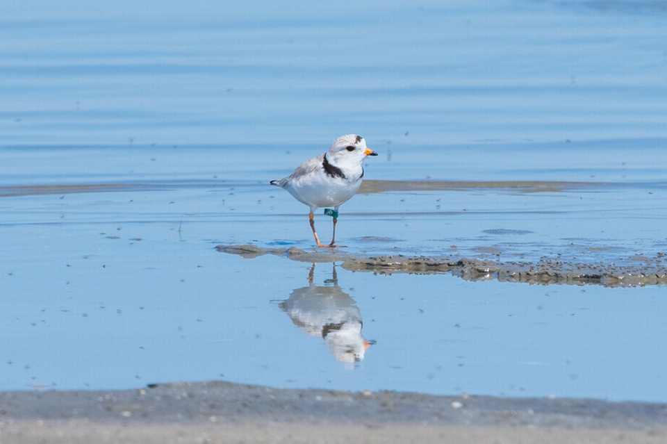 A piping plover standing on the shore. The birds winter on Hilton Head Island beginning in November, relying on the beaches for food and resting grounds.