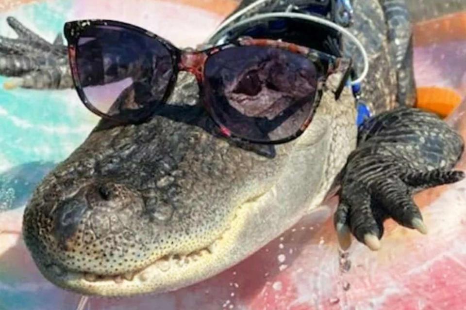 <p>Wallygator/Facebook</p> Wally the emotional support alligator