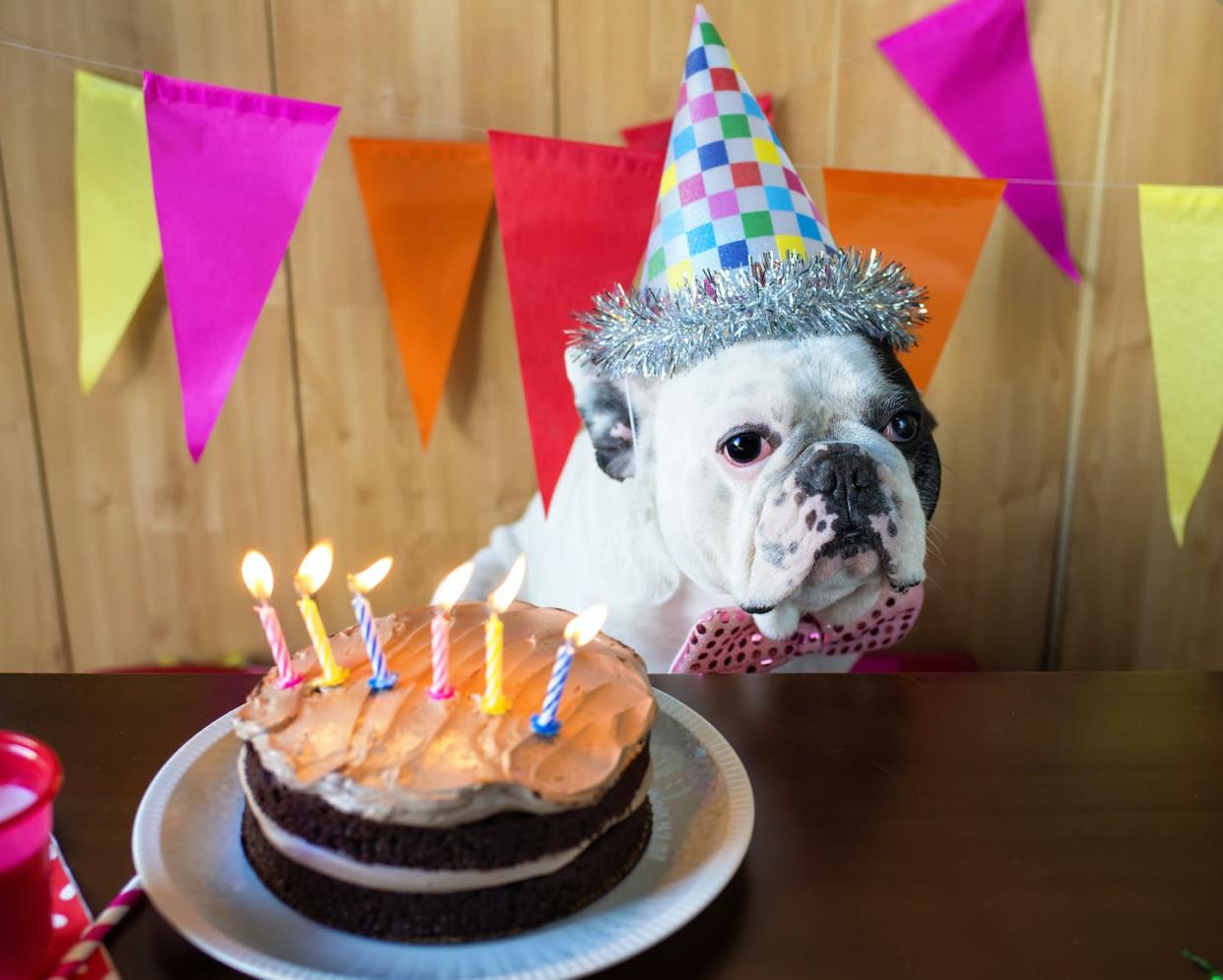 Did anyone check the number of candles on here? <a href="https://www.shutterstock.com/image-photo/dog-race-french-bulldogs-on-birthday-398117596" rel="nofollow noopener" target="_blank" data-ylk="slk:KikoStock/Shutterstock.com;elm:context_link;itc:0;sec:content-canvas" class="link ">KikoStock/Shutterstock.com</a>