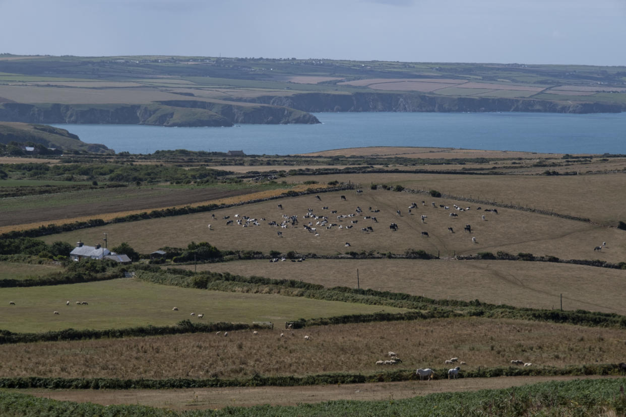 Dry agricultural landscape with parched golden grass on 19th August 2022 at Strumble Head, Goodwick, Pembrokeshire, Wales, during last summer's heatwave. (Getty)