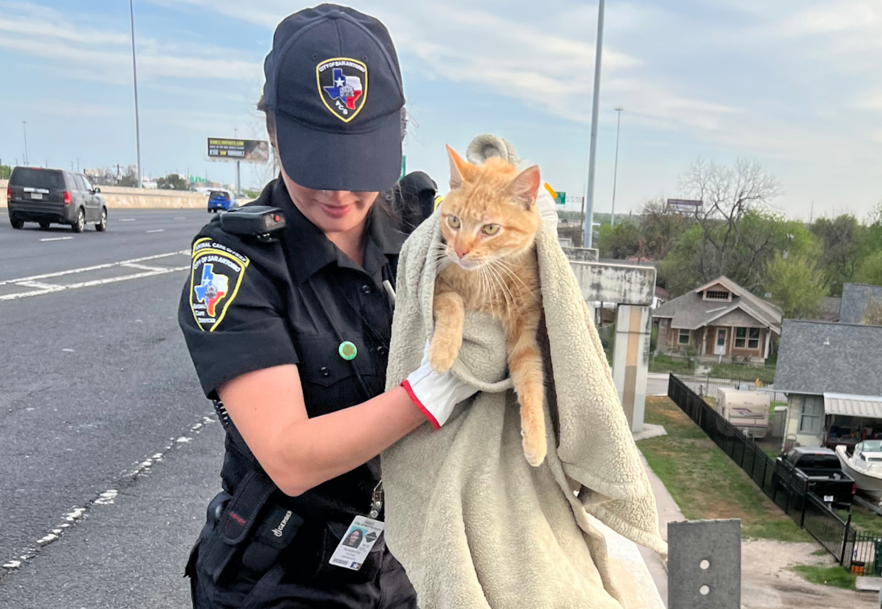 San Antonio animal care officer holds an orange cat after saving him from ledge above highway overpass