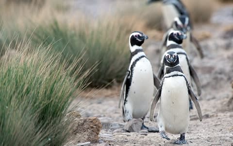 Patagonia's penguins - Credit: istock