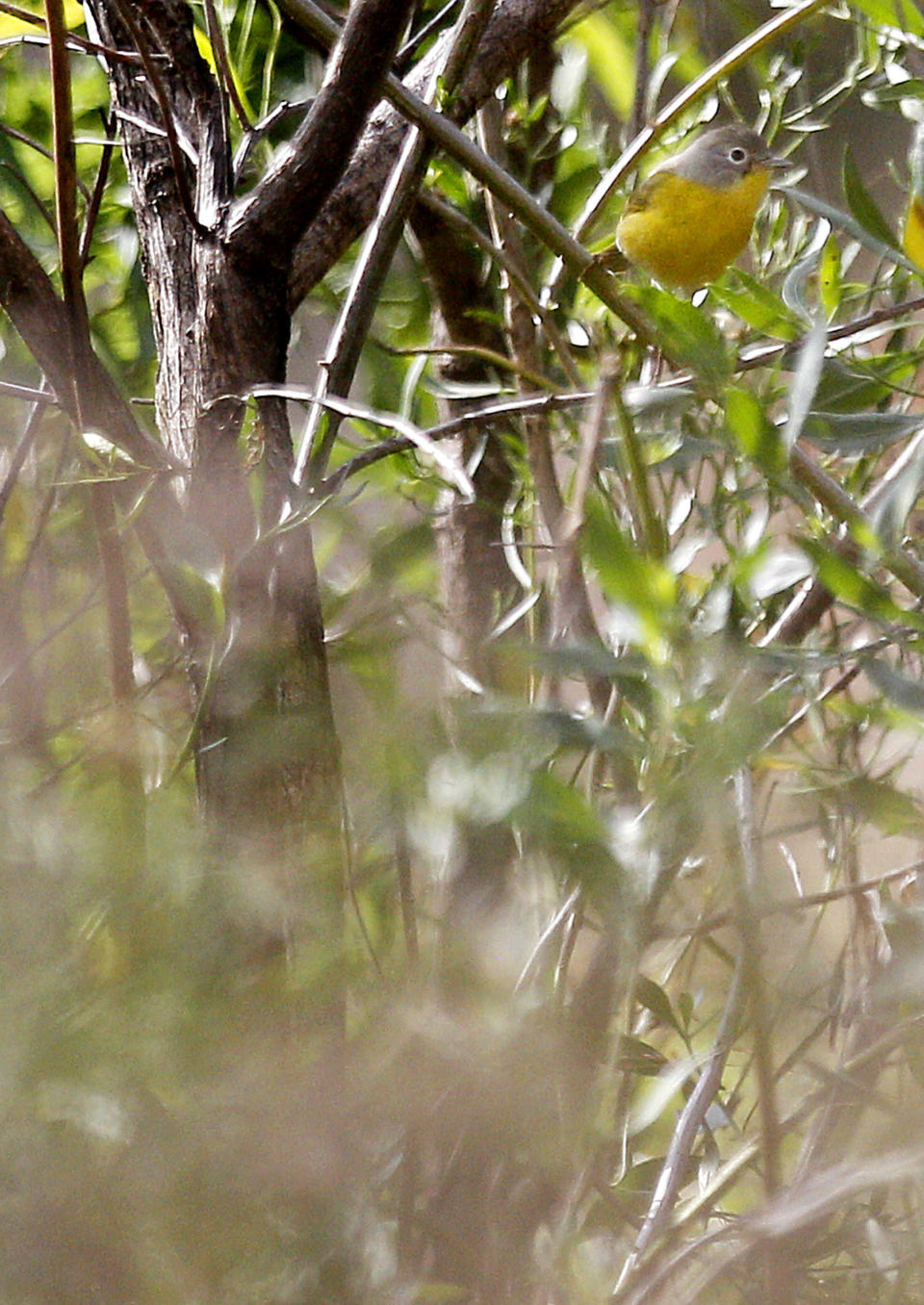 FILE - In this Dec. 22, 2010, file photo, a Nashiville Warbler sits on a branch as birdwatchers scan the coast during the National Audubon Society's annual Christmas bird count on the Gulf Coast in Grand Isle, La. It's been 120 years since New York ornithologist Frank Chapman launched his Christmas Bird Count as a bold new alternative to what had been a longtime Christmas tradition of hunting birds. And the annual count continues, stronger and more important than ever. (AP Photo/Sean Gardner)