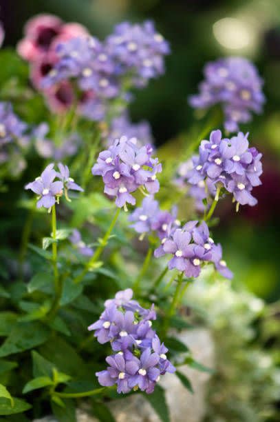 bluebird nemesia fruticans