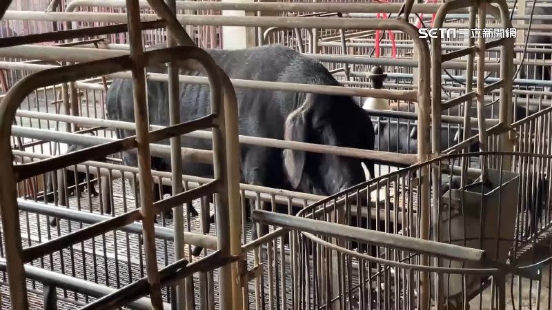 本土黑豬飼養的環境非常乾淨。