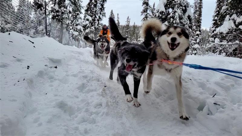 Denali National Park and Preserve's kennels manager David Tomeo says the sled dogs "just really love to run and they love to see what's around the next bend on the trail."