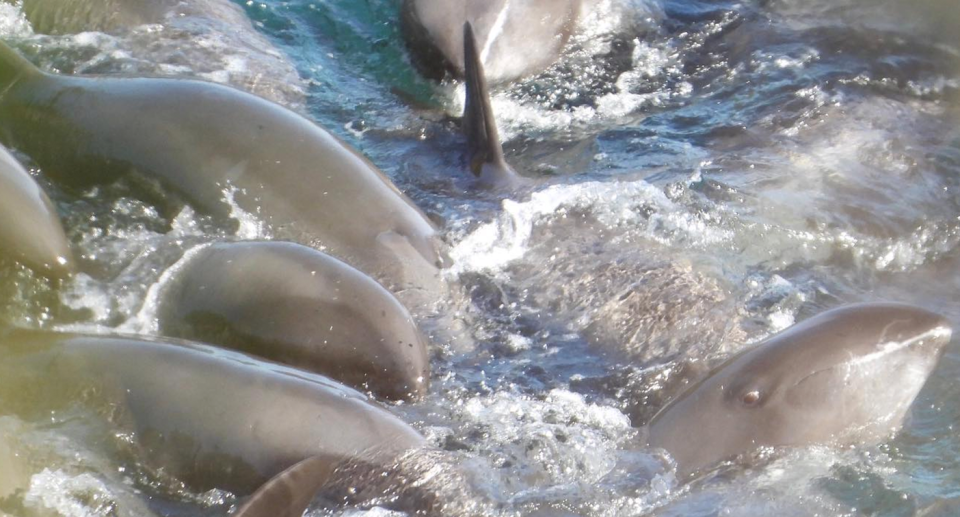 Close-up photo of the pod of distressed whales huddled together.