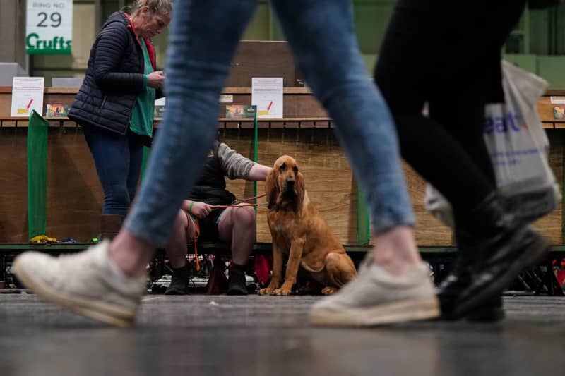 Visitors walk by a Bloodhound on the final day of the Crufts Dog Show at the National Exhibition Centre (NEC) in Birmingham. Jacob King/Press Association/dpa