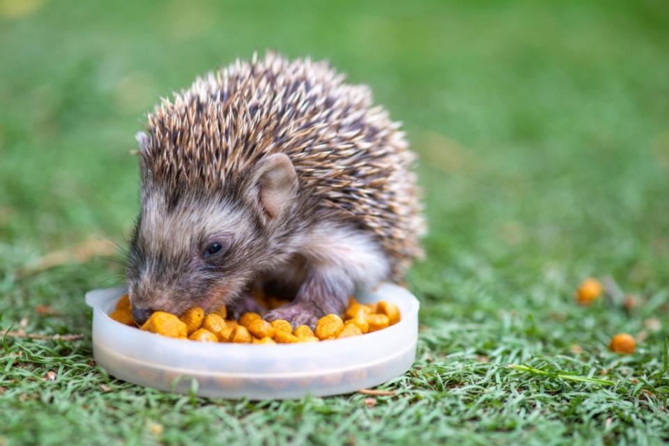 刺蝟是雜食動物，可以吃貓科動物飼料，大約3個月吃完一包中型包裝飼料。圖/123RF圖庫