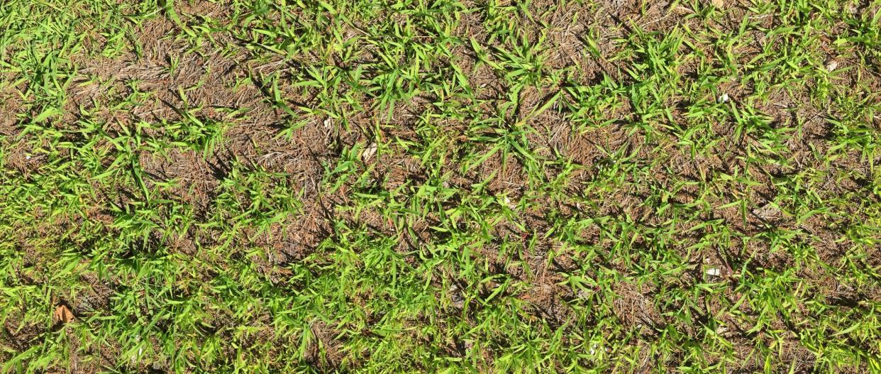 Crabgrass infestation in home lawn