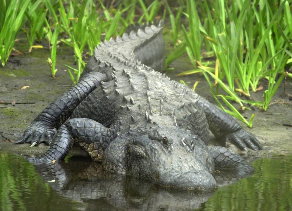 A 10- to 12-foot alligator takes an afternoon break on the banks of Mill Creek in East Manatee in this 2001 file photo. 