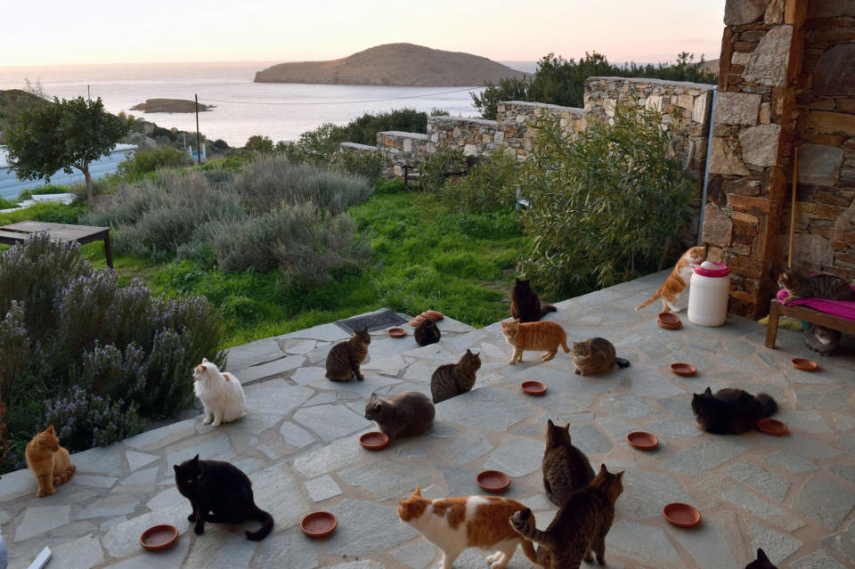 Esta isla paradisíaca griega ofrece sueldo y casa por cuidar a unos gatos