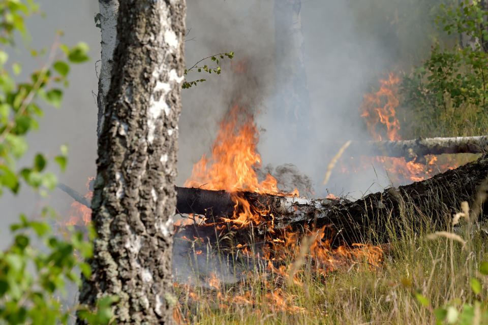 Waldbrand im Brandenburg