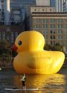 A woman paddles past a 40-foot-high (12-metre-high) and 30-foot-wide (nine-metre-wide) inflatable rubber duck, created by Dutch artist Florentijn Hofman, as it is towed up the Allegheny River in Pittsburgh, Pennsylvania September 27, 2013. The event marks the North American debut of Hofman's Rubber Duck Project, which has taken place in other cities in Asia, Europe, Australia and South America. REUTERS/Jason Cohn (UNITED STATES - Tags: SOCIETY)