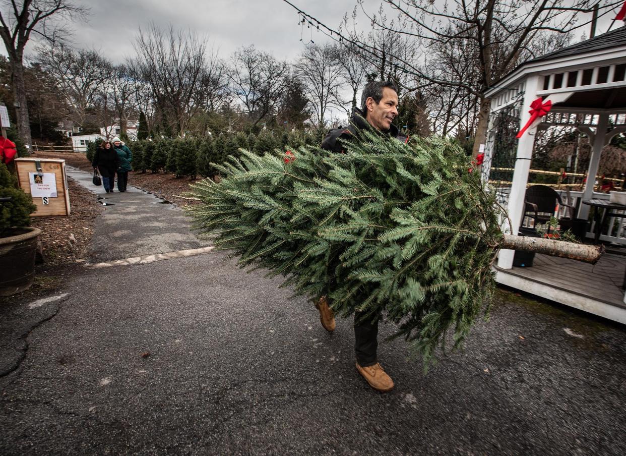 John Rodrigues, whose family has owned Tony’s Nursery in Larchmont for over 100 years, carries a Christmas tree selected by Kathleen Hannon of Scarsdale and her daughter Tara Dec. 11, 2023. Rodrigues says that the nursery will sell several thousand Fraser Fir trees during the holiday season. All his trees come from either Canada or North Carolina.