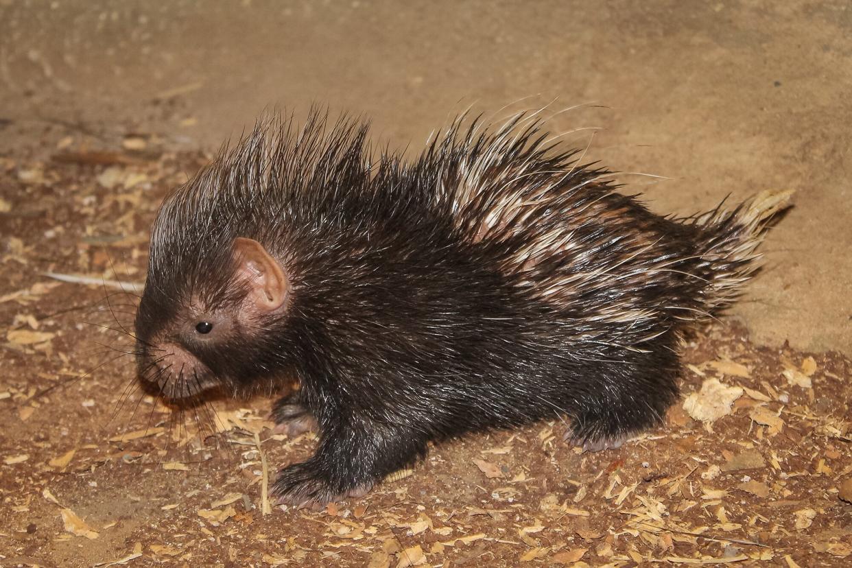 porcupine